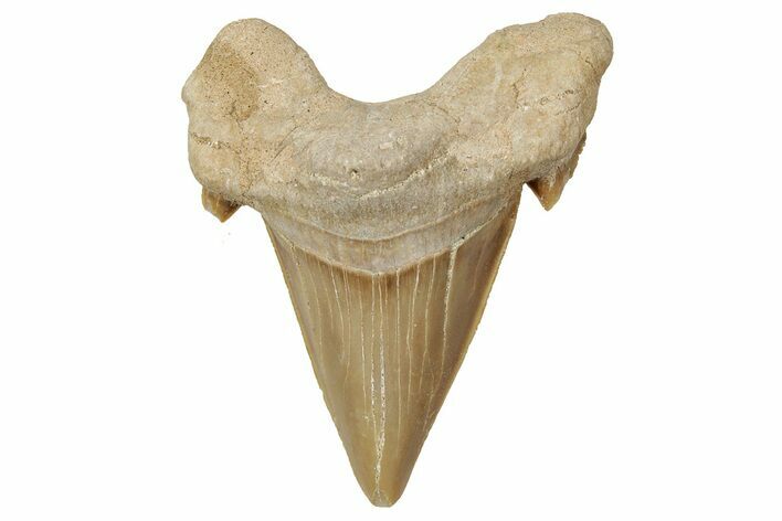 Fossil Shark Tooth (Otodus) - Morocco #353463